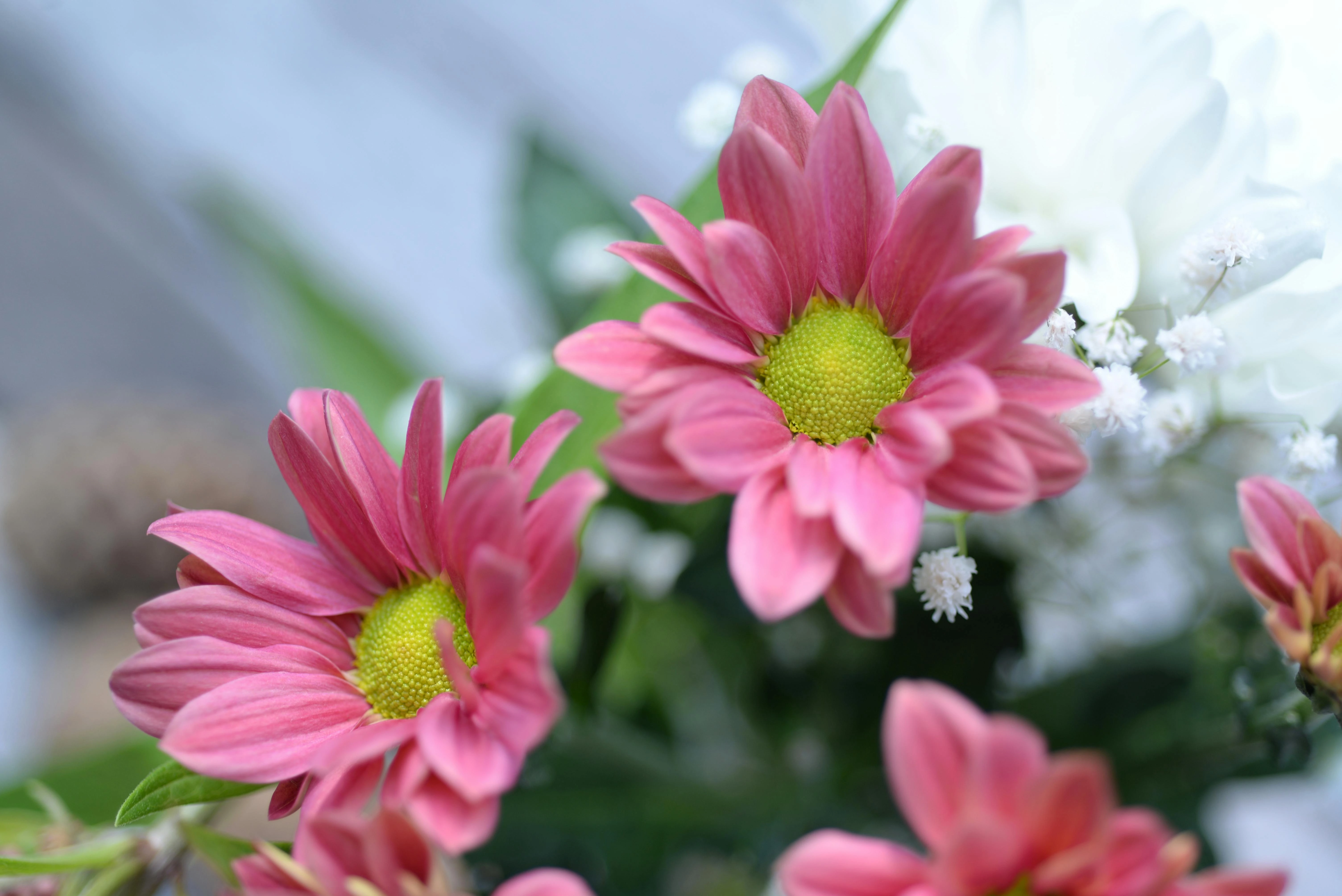 Flora